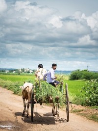 Das günstigste Transportmittel auf dem Land in Karnataka